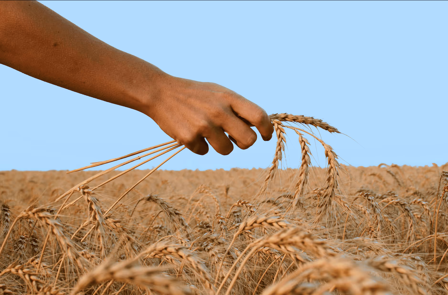 Hand holding stalks of ripe wheat over a wheat field under a clear blue sky.